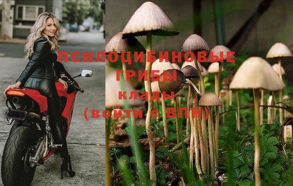 мдпв Гусев